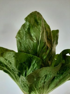 Radicchio Pan di zucchero - Il Melograno 2013