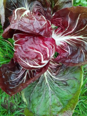 Radicchio - ll Melograno 2013