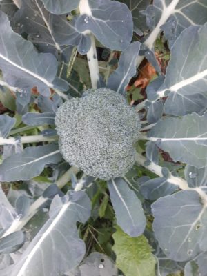 Broccolo siciliano - Il Melograno 2013