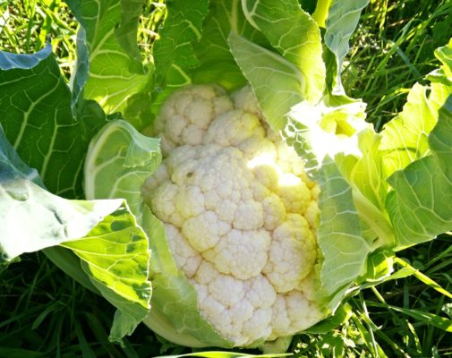 Vavolfiore bianco e verde - Il Melograno 2013